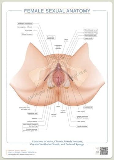 Clitoris, female prostate and perineal sponge product image 1