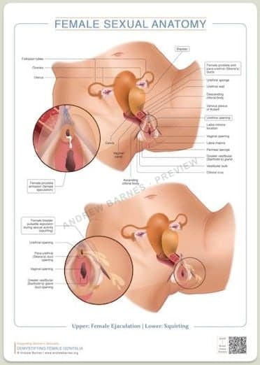 Female ejaculation and squirting anatomy product image 1