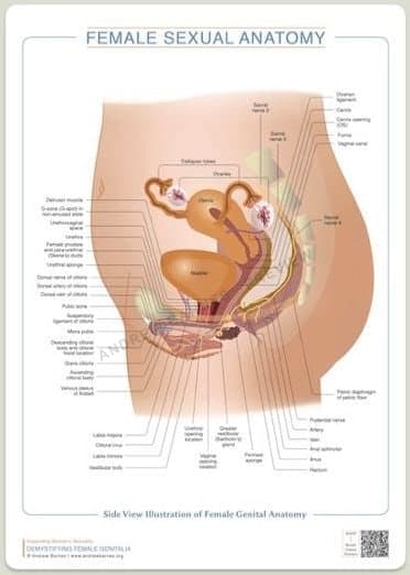 Side view of female genital anatomy product image 1