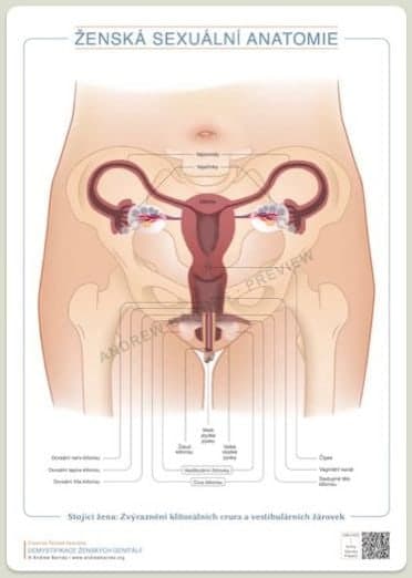 Standing figure: clitoral crura and vestibular bulbs, Czech edition product image 1