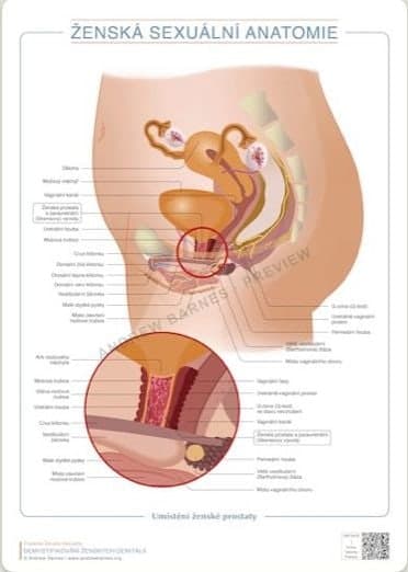 Location of the female prostate, Czech edition product image 1