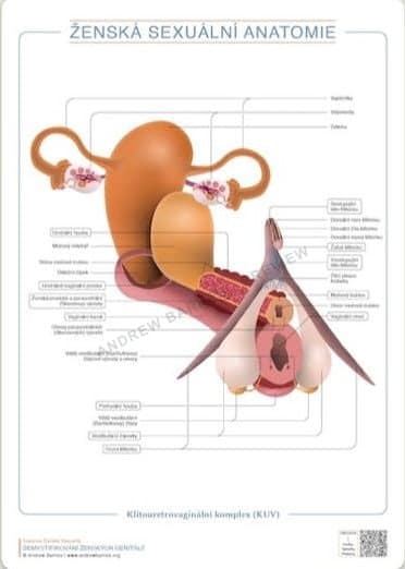 Clitourethrovaginal complex, Czech edition product image 1