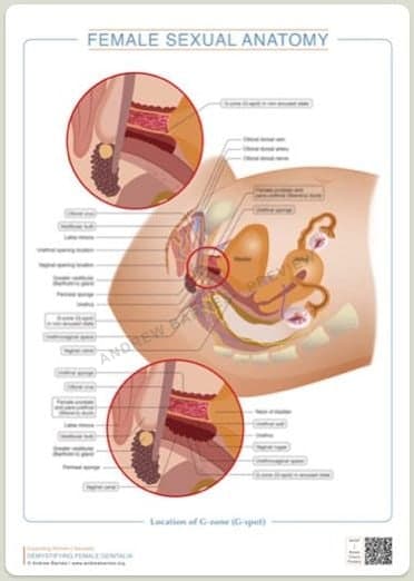 Location of the G-zone (G-spot) product image 1