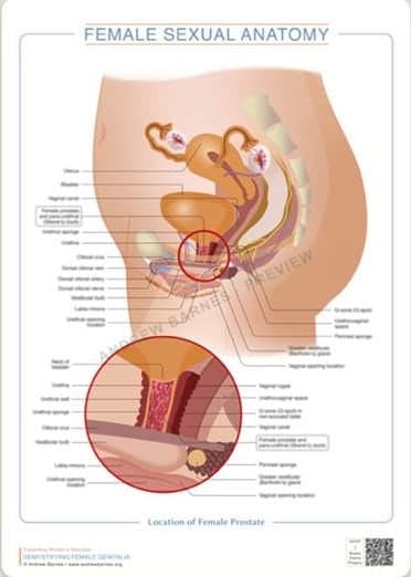 Location of the female prostate product image 1