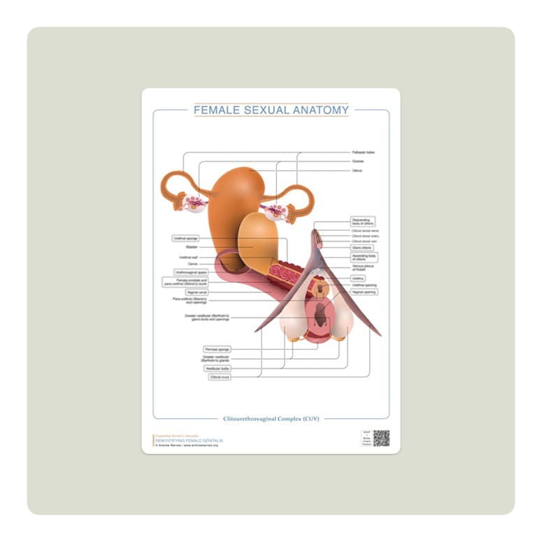 Clitourethrovaginal complex product image 1