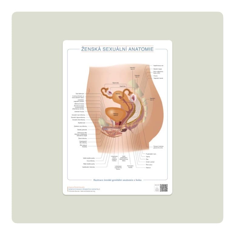 Side view of female genital anatomy, Czech edition product image 1