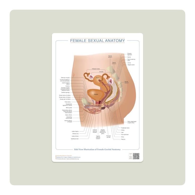 Side view of female genital anatomy product image 1