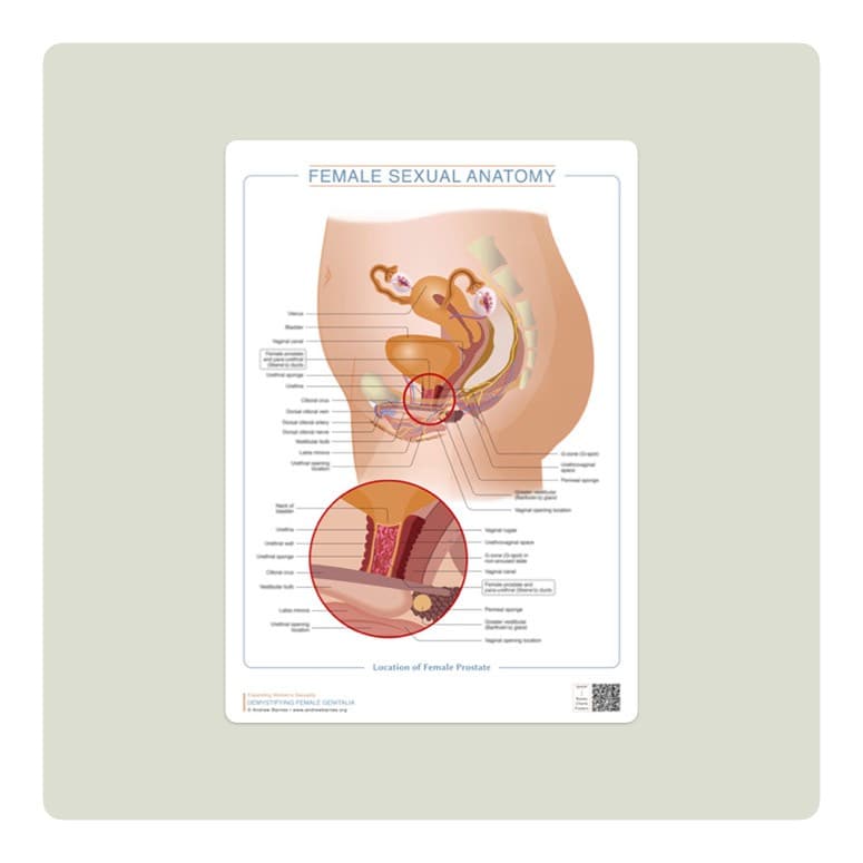 Location of the female prostate product image 1